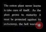 Image of cotton farming pesticide calcium arsenide Southern United States USA, 1922, second 8 stock footage video 65675036514