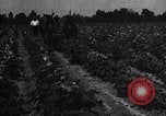 Image of cotton farming pesticide calcium arsenide Southern United States USA, 1922, second 56 stock footage video 65675036514