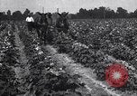 Image of cotton farming pesticide calcium arsenide Southern United States USA, 1922, second 57 stock footage video 65675036514