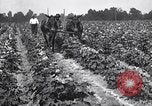 Image of cotton farming pesticide calcium arsenide Southern United States USA, 1922, second 58 stock footage video 65675036514
