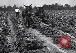 Image of cotton farming pesticide calcium arsenide Southern United States USA, 1922, second 59 stock footage video 65675036514