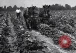 Image of cotton farming pesticide calcium arsenide Southern United States USA, 1922, second 60 stock footage video 65675036514