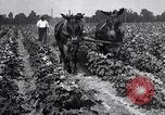 Image of cotton farming pesticide calcium arsenide Southern United States USA, 1922, second 61 stock footage video 65675036514