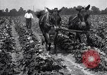 Image of cotton farming pesticide calcium arsenide Southern United States USA, 1922, second 62 stock footage video 65675036514