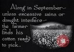 Image of cotton picking weighing and delivery to gin Southern United States USA, 1922, second 12 stock footage video 65675036515