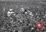 Image of cotton picking weighing and delivery to gin Southern United States USA, 1922, second 17 stock footage video 65675036515