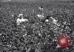 Image of cotton picking weighing and delivery to gin Southern United States USA, 1922, second 18 stock footage video 65675036515