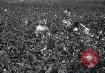 Image of cotton picking weighing and delivery to gin Southern United States USA, 1922, second 19 stock footage video 65675036515