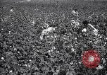 Image of cotton picking weighing and delivery to gin Southern United States USA, 1922, second 20 stock footage video 65675036515