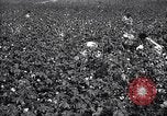 Image of cotton picking weighing and delivery to gin Southern United States USA, 1922, second 21 stock footage video 65675036515