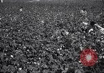 Image of cotton picking weighing and delivery to gin Southern United States USA, 1922, second 22 stock footage video 65675036515