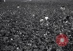 Image of cotton picking weighing and delivery to gin Southern United States USA, 1922, second 23 stock footage video 65675036515