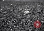 Image of cotton picking weighing and delivery to gin Southern United States USA, 1922, second 24 stock footage video 65675036515