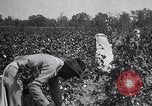 Image of cotton picking weighing and delivery to gin Southern United States USA, 1922, second 25 stock footage video 65675036515