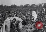 Image of cotton picking weighing and delivery to gin Southern United States USA, 1922, second 26 stock footage video 65675036515
