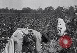 Image of cotton picking weighing and delivery to gin Southern United States USA, 1922, second 27 stock footage video 65675036515