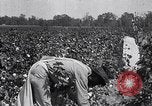 Image of cotton picking weighing and delivery to gin Southern United States USA, 1922, second 28 stock footage video 65675036515