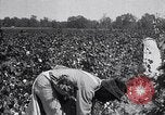Image of cotton picking weighing and delivery to gin Southern United States USA, 1922, second 29 stock footage video 65675036515