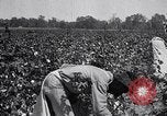 Image of cotton picking weighing and delivery to gin Southern United States USA, 1922, second 30 stock footage video 65675036515