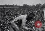 Image of cotton picking weighing and delivery to gin Southern United States USA, 1922, second 31 stock footage video 65675036515