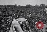 Image of cotton picking weighing and delivery to gin Southern United States USA, 1922, second 32 stock footage video 65675036515