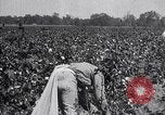 Image of cotton picking weighing and delivery to gin Southern United States USA, 1922, second 33 stock footage video 65675036515