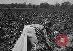 Image of cotton picking weighing and delivery to gin Southern United States USA, 1922, second 34 stock footage video 65675036515