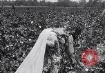 Image of cotton picking weighing and delivery to gin Southern United States USA, 1922, second 35 stock footage video 65675036515