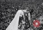 Image of cotton picking weighing and delivery to gin Southern United States USA, 1922, second 36 stock footage video 65675036515