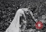 Image of cotton picking weighing and delivery to gin Southern United States USA, 1922, second 37 stock footage video 65675036515