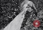 Image of cotton picking weighing and delivery to gin Southern United States USA, 1922, second 39 stock footage video 65675036515