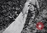 Image of cotton picking weighing and delivery to gin Southern United States USA, 1922, second 40 stock footage video 65675036515
