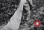 Image of cotton picking weighing and delivery to gin Southern United States USA, 1922, second 41 stock footage video 65675036515