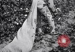 Image of cotton picking weighing and delivery to gin Southern United States USA, 1922, second 42 stock footage video 65675036515