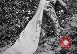 Image of cotton picking weighing and delivery to gin Southern United States USA, 1922, second 43 stock footage video 65675036515
