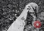 Image of cotton picking weighing and delivery to gin Southern United States USA, 1922, second 45 stock footage video 65675036515
