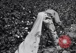 Image of cotton picking weighing and delivery to gin Southern United States USA, 1922, second 46 stock footage video 65675036515