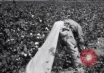 Image of cotton picking weighing and delivery to gin Southern United States USA, 1922, second 47 stock footage video 65675036515