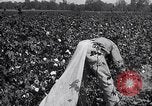 Image of cotton picking weighing and delivery to gin Southern United States USA, 1922, second 48 stock footage video 65675036515