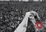 Image of cotton picking weighing and delivery to gin Southern United States USA, 1922, second 49 stock footage video 65675036515