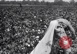 Image of cotton picking weighing and delivery to gin Southern United States USA, 1922, second 50 stock footage video 65675036515