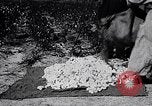 Image of cotton picking weighing and delivery to gin Southern United States USA, 1922, second 56 stock footage video 65675036515