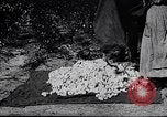 Image of cotton picking weighing and delivery to gin Southern United States USA, 1922, second 57 stock footage video 65675036515