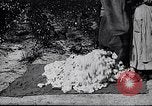 Image of cotton picking weighing and delivery to gin Southern United States USA, 1922, second 58 stock footage video 65675036515