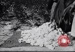 Image of cotton picking weighing and delivery to gin Southern United States USA, 1922, second 60 stock footage video 65675036515