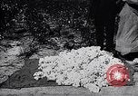 Image of cotton picking weighing and delivery to gin Southern United States USA, 1922, second 61 stock footage video 65675036515