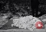 Image of cotton picking weighing and delivery to gin Southern United States USA, 1922, second 62 stock footage video 65675036515