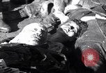 Image la mort de Mussolini Milan Italie, 1945, de la seconde 24 séquences d'archives historiques vidéo 65675036688