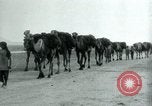 Image of native man leads camel herd Iran, 1908, second 13 stock footage video 65675036728