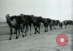 Image of native man leads camel herd Iran, 1908, second 14 stock footage video 65675036728